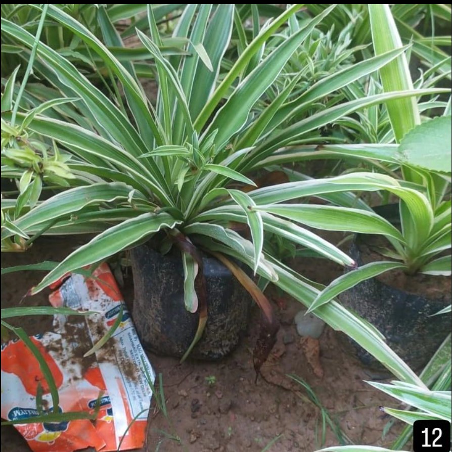 Spider plant