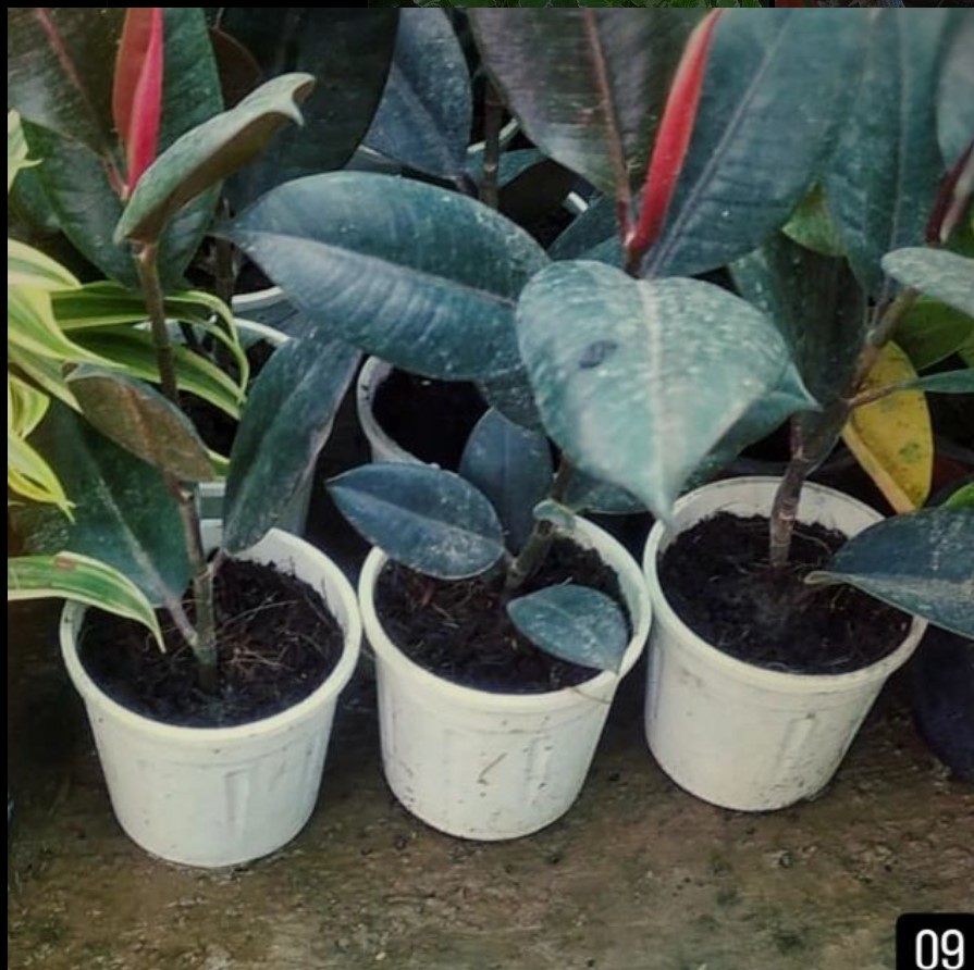 Rubber plant