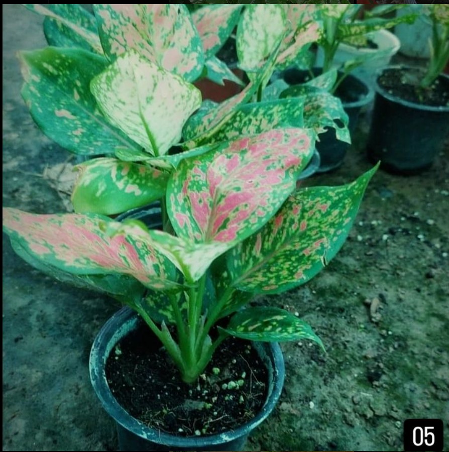 Aglaonema