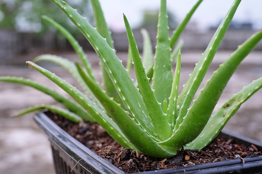 Aloe vera