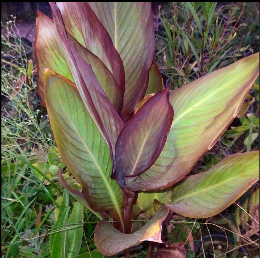 Canna plant