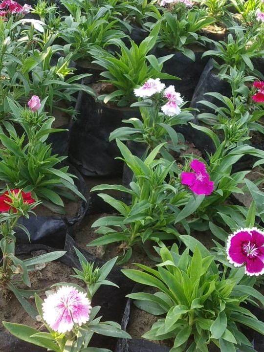 Dianthus