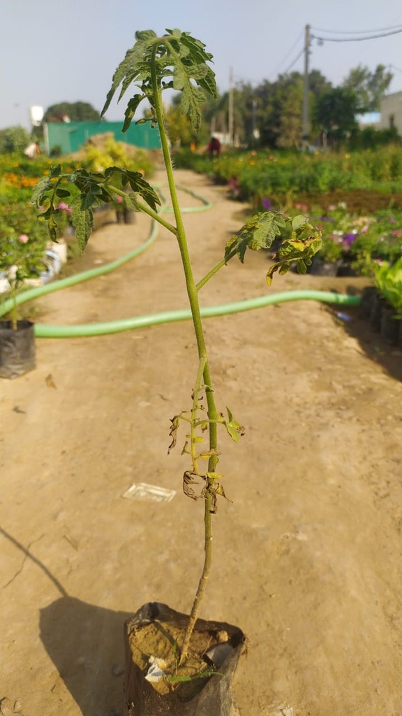 Tomato plant