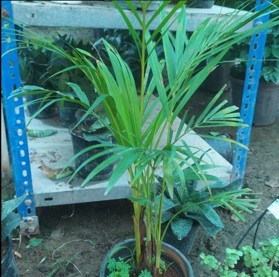 Areca Palm