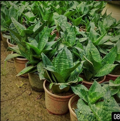 Variegated snake plant