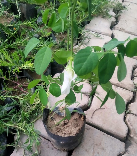 White Aprajita