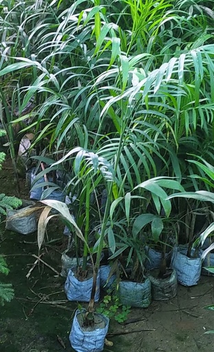 Bamboo Palm