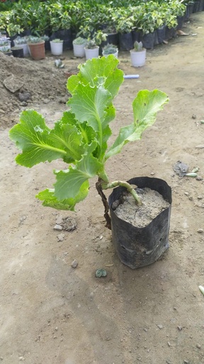 Salad leaves