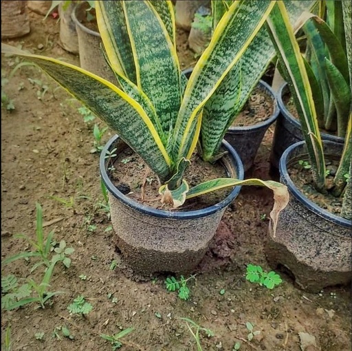 Snake Plant