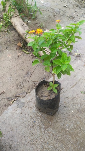 Lantana plant